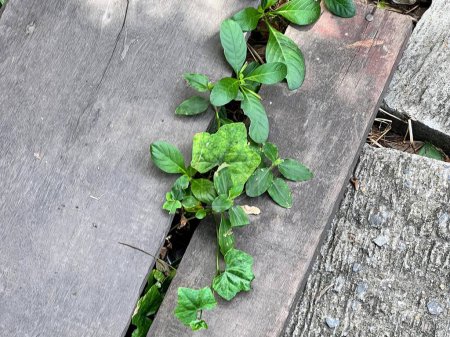 Foto de Una fotografía de una planta que crece de una grieta en un banco de madera. - Imagen libre de derechos