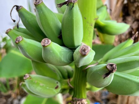eine Fotografie eines Bündels grüner Bananen, die auf einem Baum wachsen.