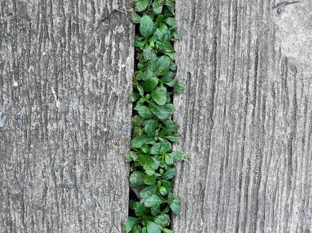 eine Fotografie einer Pflanze, die aus einem Riss in einem Holzzaun wächst.