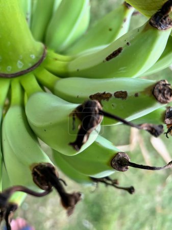 une photographie d'un bouquet de bananes accrochées à un arbre.