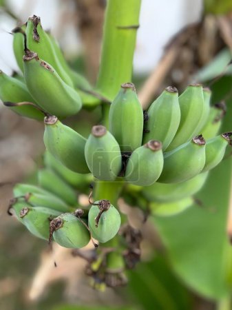 a photography of a bunch of green bananas growing on a tree.