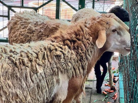 une photographie d'un mouton avec un long manteau de laine debout à côté d'une clôture.