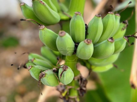 Photo for A photography of a bunch of green bananas on a tree. - Royalty Free Image