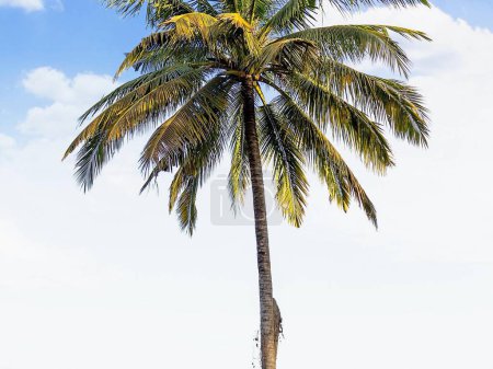 une photographie d'un palmier sur une plage avec un ciel bleu.