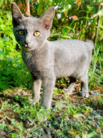 una fotografía de un gato parado en la hierba con un fondo borroso.