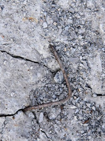 a photography of a lizard crawling on the ground with a crack in the ground.