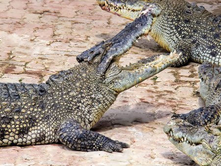 eine Fotografie von zwei Krokodilen liegt auf dem Boden.