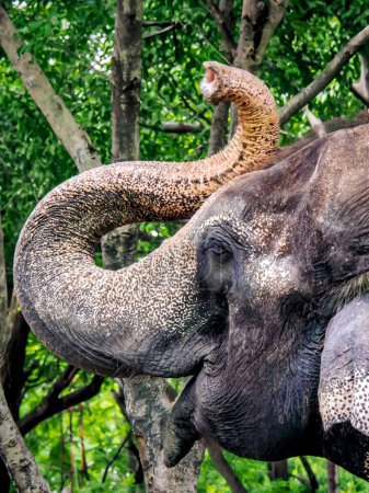 Téléchargez les photos : Une photographie d'un éléphant avec un long tronc et un serpent sur le dos. - en image libre de droit