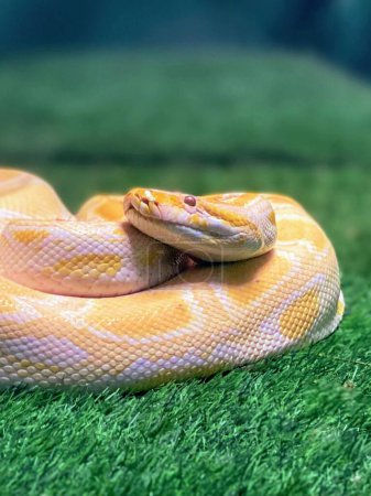 une photographie d'un serpent sur un champ d'herbe verte avec un fond flou.
