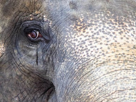 una fotografía de un elefante con un ojo muy grande y un tronco muy largo.