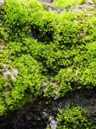Foto de Una fotografía de un primer plano de una planta musgosa sobre una roca. - Imagen libre de derechos