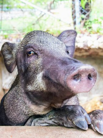 eine Fotografie eines Schweins mit großer Nase und großer Pfote.