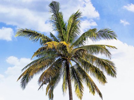 a photography of a palm tree with a blue sky in the background.