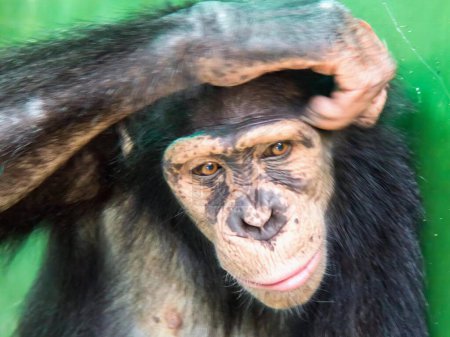 eine Fotografie eines Schimpansen mit grünem Hintergrund.
