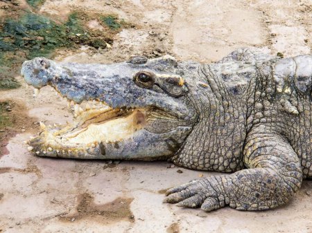 eine Fotografie eines Krokodils, das mit offenem Maul auf dem Boden liegt.