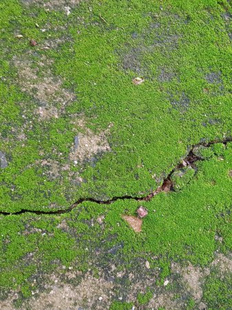 une photographie d'un coin vert d'herbe avec une fissure dedans.