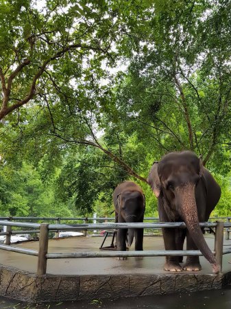 a photography of two elephants standing in a zoo enclosure with trees in the background.
