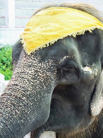 Téléchargez les photos : Photographie d'un éléphant coiffé d'un chapeau jaune. - en image libre de droit