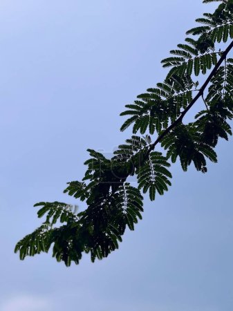 eine Fotografie eines Baumes mit einem darauf hockenden Vogel.