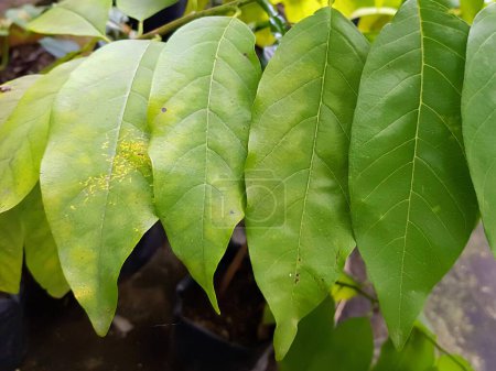 a photography of a plant with green leaves and yellow spots.