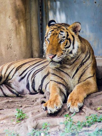 Foto de Una fotografía de un tigre tirado en la tierra. - Imagen libre de derechos