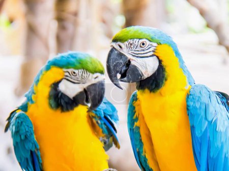 a photography of two parrots sitting on a branch with their beaks open.