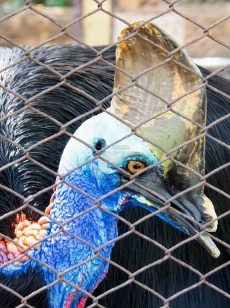 a photography of a large bird with a blue face and a black body.