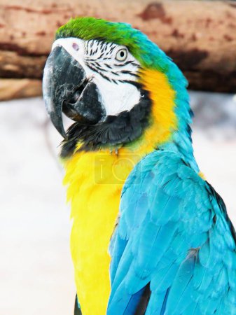 a photography of a colorful parrot sitting on a branch in the snow.