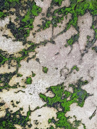 Photo for A photography of a green and white patch of grass on a concrete surface. - Royalty Free Image