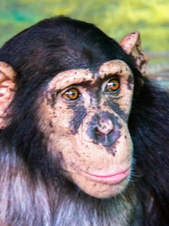une photographie d'un chimpan au visage très large et au cou très long.