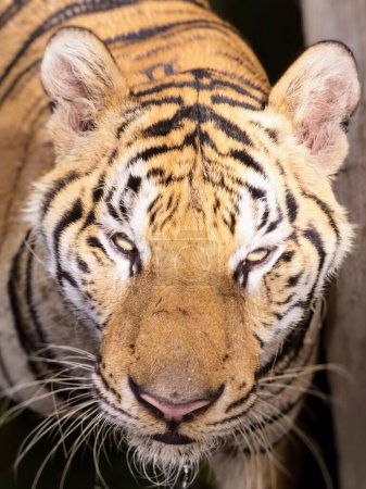 une photographie d'un tigre regardant l'appareil photo avec un fond flou.