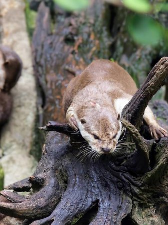 a photography of a small otter is resting on a tree branch.