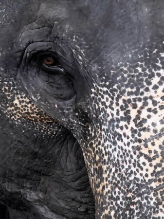 eine Fotografie eines Elefanten mit einem sehr großen Auge und einem sehr langen Rüssel.