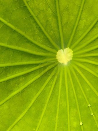 a photography of a green leaf with a white flower in the center.