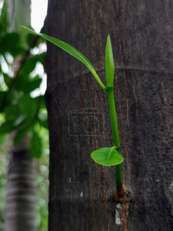 eine Fotografie einer Pflanze, die aus einem Baumstamm wächst.