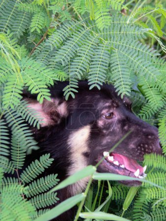a photography of a dog hiding in the ferns in the woods.