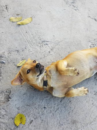 une photographie d'un chien roulant sur le dos au sol.