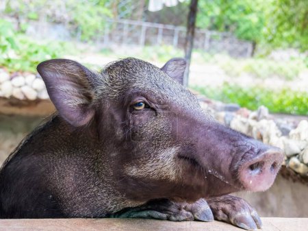 eine Fotografie eines Schweins mit einer sehr großen Nase und einer großen Nase.