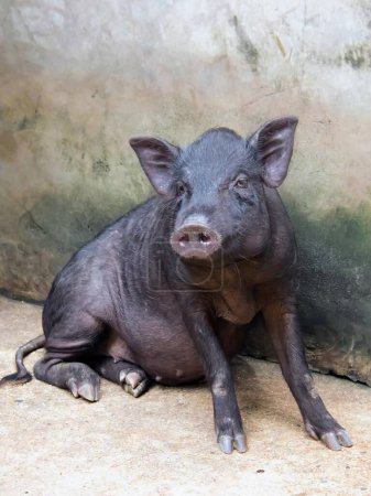 eine Fotografie eines Schweins, das auf dem Boden vor einer Wand sitzt.
