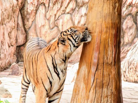 Téléchargez les photos : Une photographie d'un tigre debout à côté d'un tronc d'arbre. - en image libre de droit