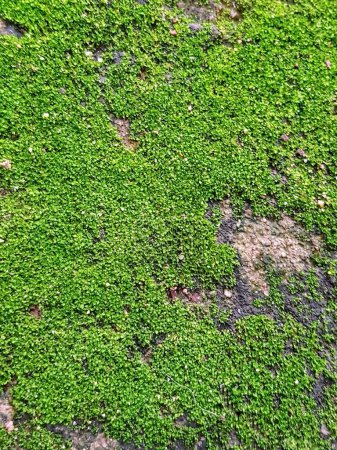 Photo for A photography of a green mossy surface with a small patch of dirt. - Royalty Free Image