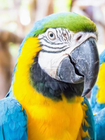 a photography of a parrot with a green and yellow head.