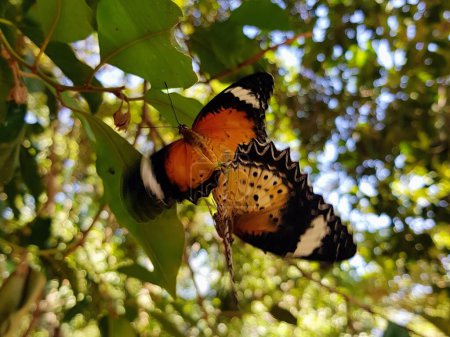 eine Fotografie eines Schmetterlings auf einem Zweig mit Blättern im Hintergrund.