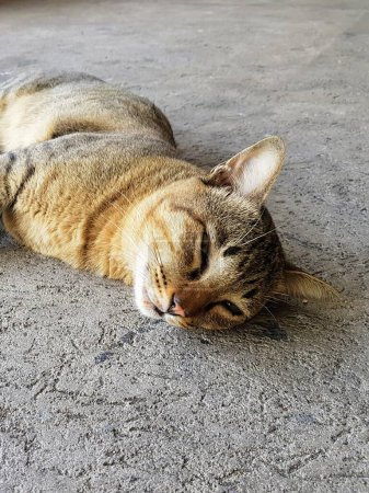 a photography of a cat laying on the ground with its eyes closed.