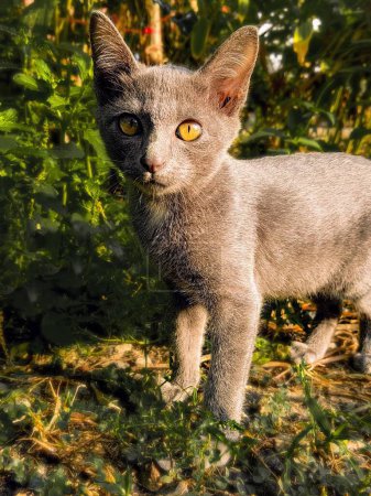 Téléchargez les photos : Une photographie d'un chat debout dans l'herbe avec un buisson derrière lui. - en image libre de droit