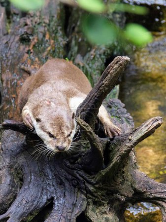 a photography of a small otter is sitting on a tree branch.