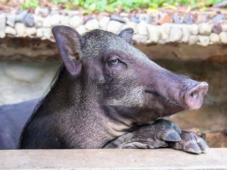 eine Fotografie eines Schweins mit einer sehr großen Nase und einer großen Nase.
