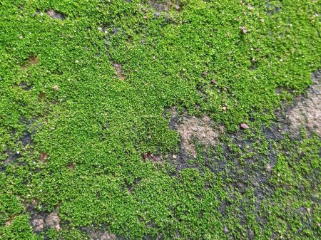 Photo for A photography of a green moss covered rock with a small patch of grass. - Royalty Free Image