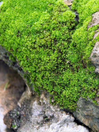una fotografía de una roca musgosa con una pequeña planta verde creciendo en ella.