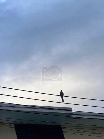 a photography of a bird sitting on a power line with a cloudy sky in the background.